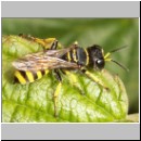 Ectemnius lituratus - Grabwespe w06.jpg